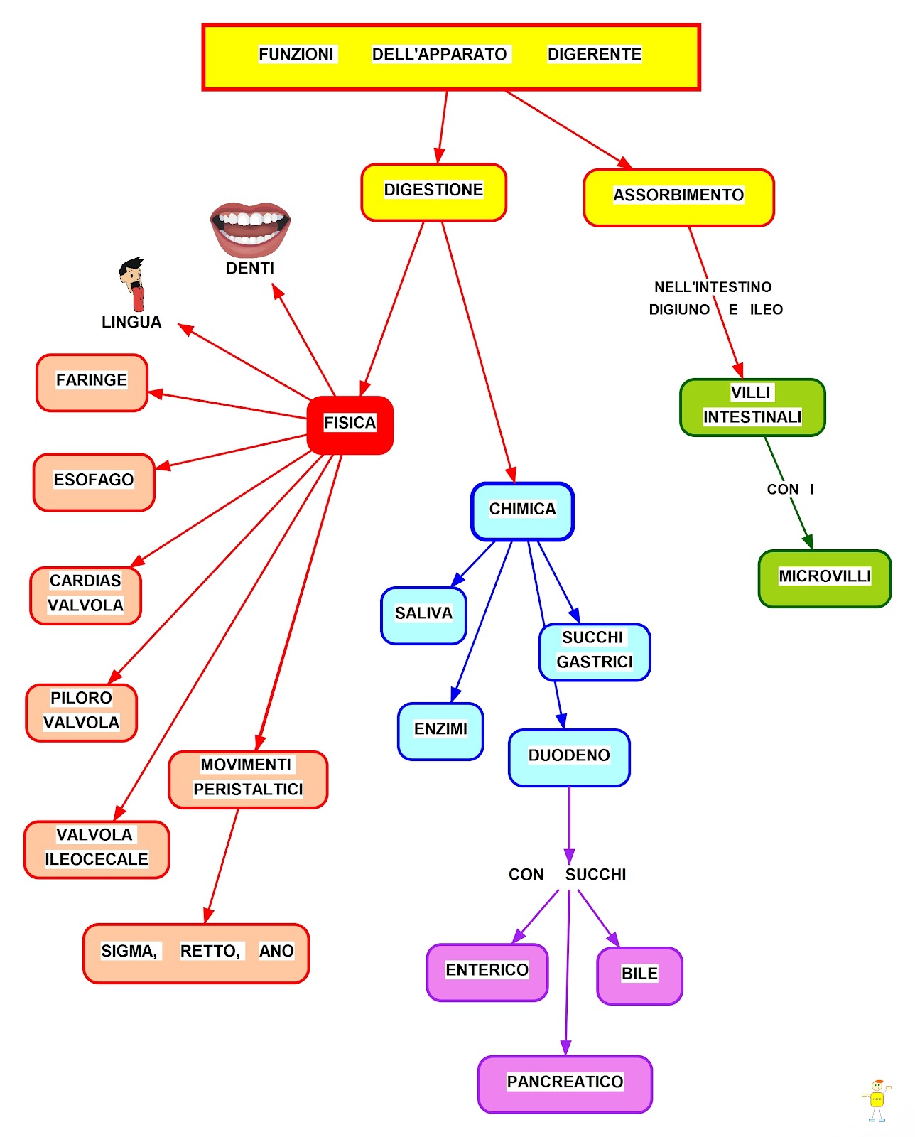 Schema delle Funzioni dell'Apparato digerente