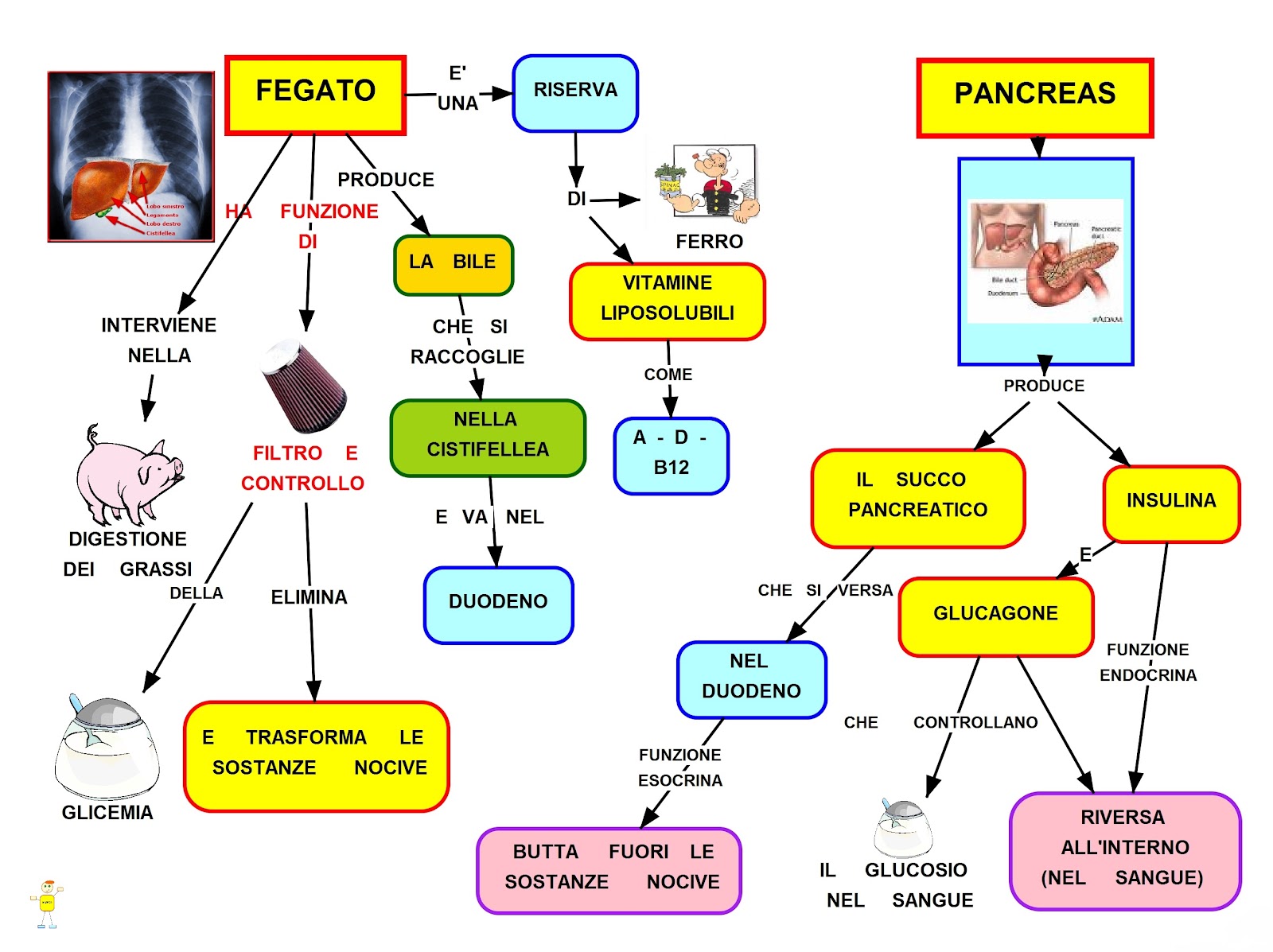 Fegato e Pancreas: schema riassuntivo delle funzioni