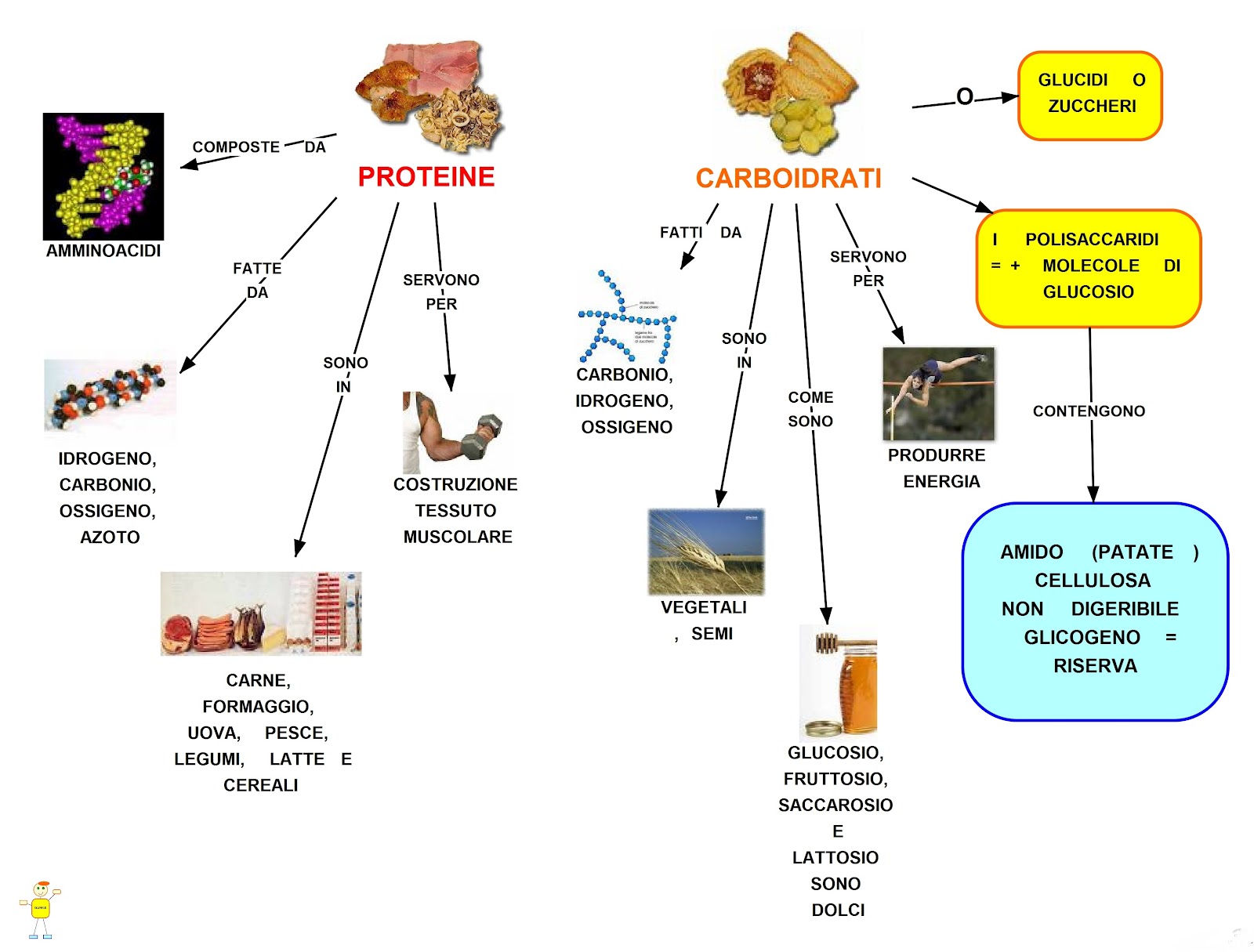 Mappa concettuale proteine e carboidrati