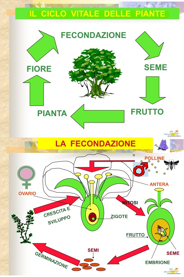 Ciclo delle Piante