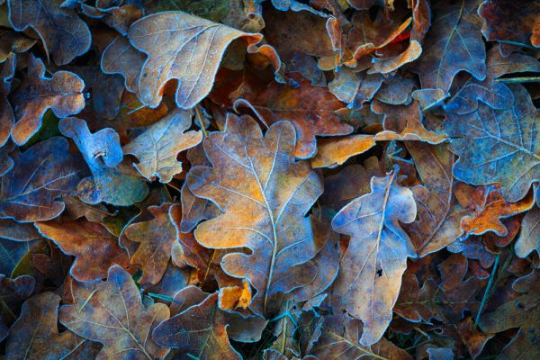 Tema sull'inverno: descrizione del paesaggio